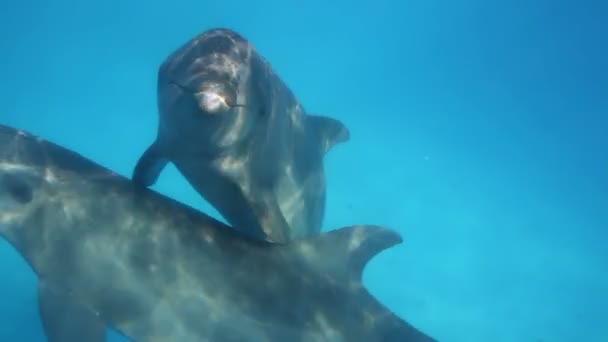 A shot of dolphins swimming around — Stock Video