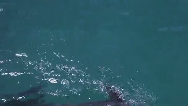 Un tir de dauphins nageant autour — Video