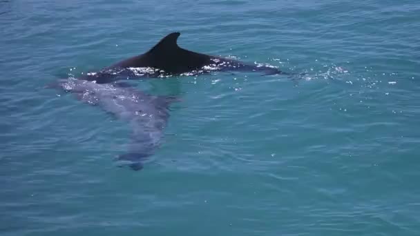 Un tiro de delfines nadando por ahí — Vídeo de stock