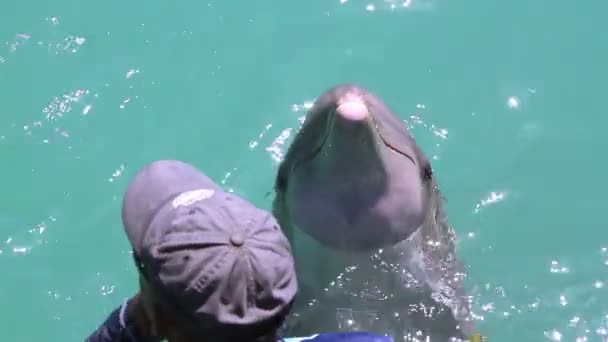 Un tiro de delfines nadando por ahí — Vídeo de stock