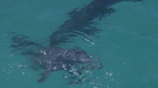 Un tir de dauphins nageant autour — Video