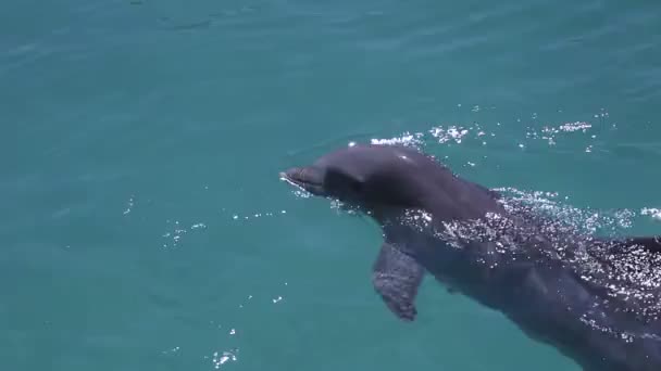 Un tir de dauphins nageant autour — Video