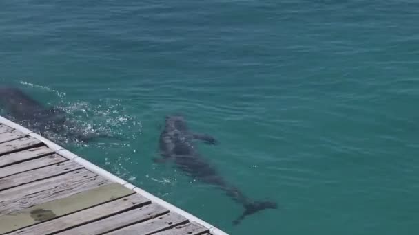 Un tir de dauphins nageant autour 