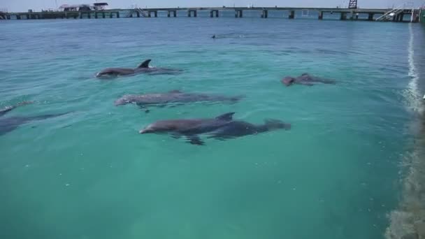 Een schot van dolfijnen zwemmen rond — Stockvideo