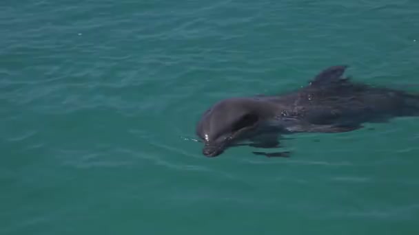 Ein Schuss von herumschwimmenden Delfinen — Stockvideo