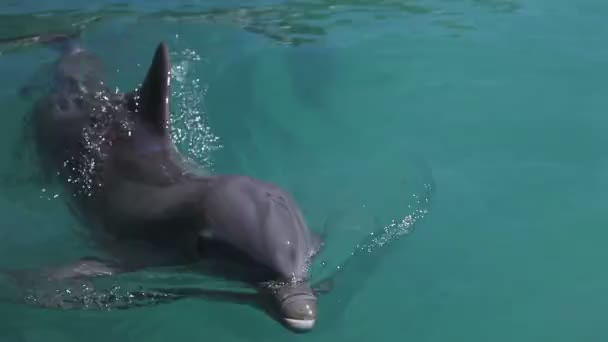 Ett skott av delfiner simmar omkring — Stockvideo