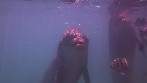 Panák delfínů, plavání a okolí — Stock video