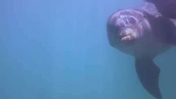 Um tiro de golfinhos nadando ao redor — Vídeo de Stock