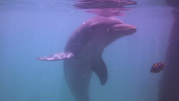 Ett skott av delfiner simmar omkring — Stockvideo