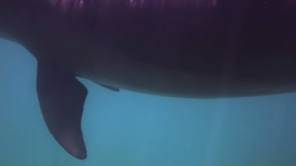 Bir tek etrafında Yüzme yunuslar — Stok video