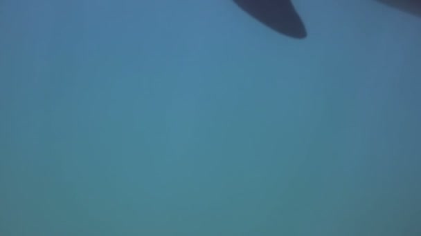 A shot of dolphins swimming around — Stock Video