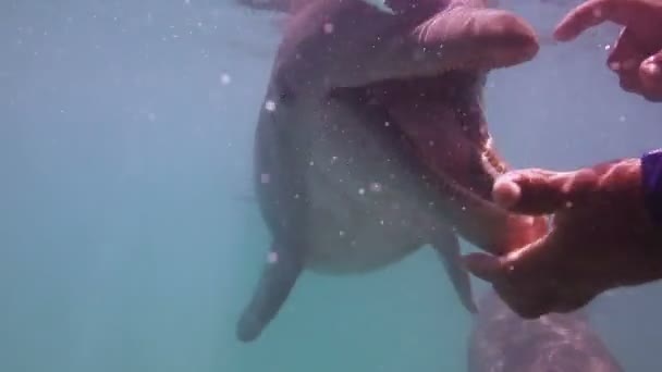 Дельфины, плавающие вокруг — стоковое видео