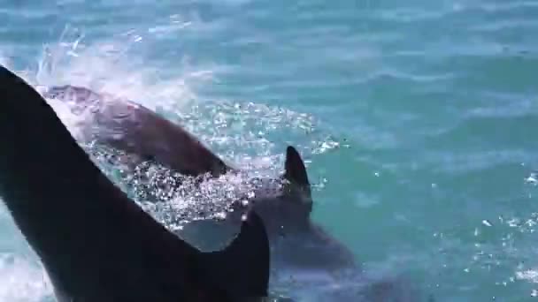 A shot of dolphins swimming around — Stock Video