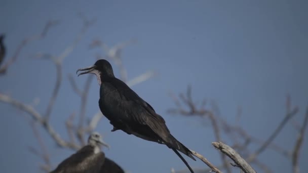Vögel in einer Lagune in Mexiko — Stockvideo