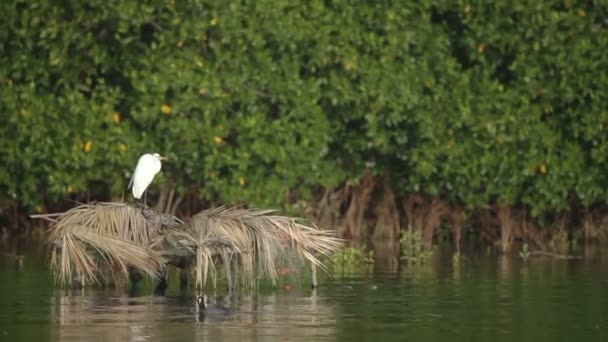 Heron in een lagune in puerto escondido, mexico — Stockvideo