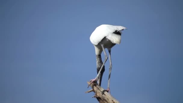 Čápů a jiných ptáků v laguně, oaxaca, Mexiko — Stock video