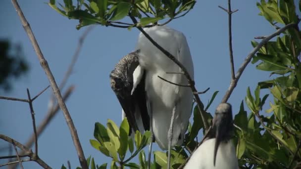 コウノトリとラグーン、オアハカ、メキシコの他のバードライフ ・ パートナー — ストック動画