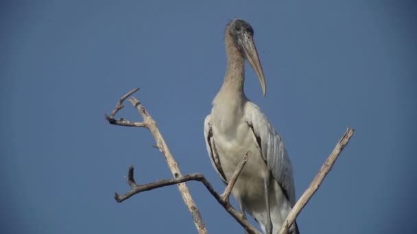 コウノトリとラグーン、オアハカ、メキシコの他のバードライフ ・ パートナー — ストック動画