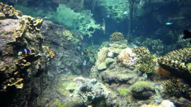 büyük akvaryum balık