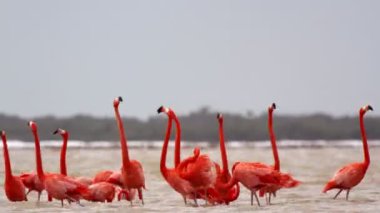 tuzlu lagünlerde, ria largartos, Meksika pembe flamingolar