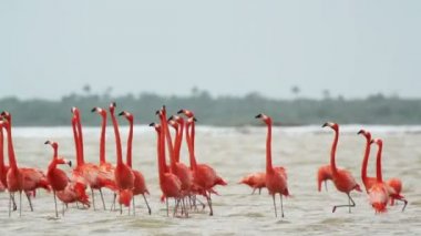 tuzlu lagünlerde, ria largartos, Meksika pembe flamingolar