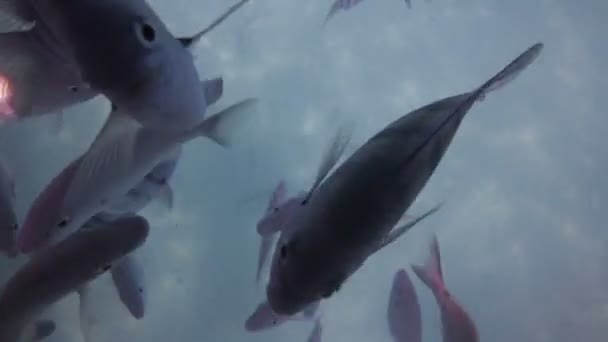 Unterwasseraufnahmen beim Schnorcheln in einem Meerespark an der mexikanischen Karibikküste — Stockvideo