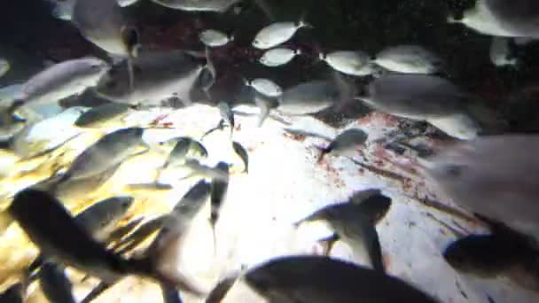 Fische im großen Aquarium — Stockvideo