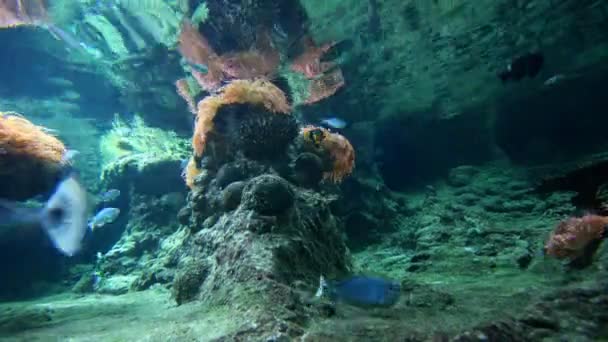 Peces en acuario grande — Vídeo de stock