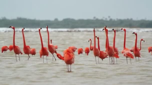Różowe flamingi w słonej laguny ria largartos, Meksyk — Wideo stockowe