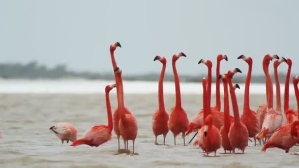 Rosa Flamingos in den Salzlagunen, ria largartos, Mexico — Stockvideo