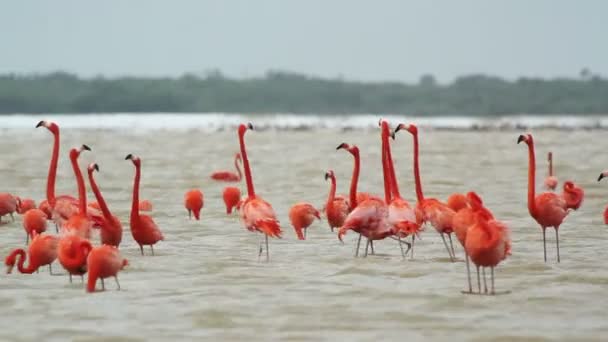 Roze flamingo's in het zout lagunes, ria largartos, mexico — Stockvideo