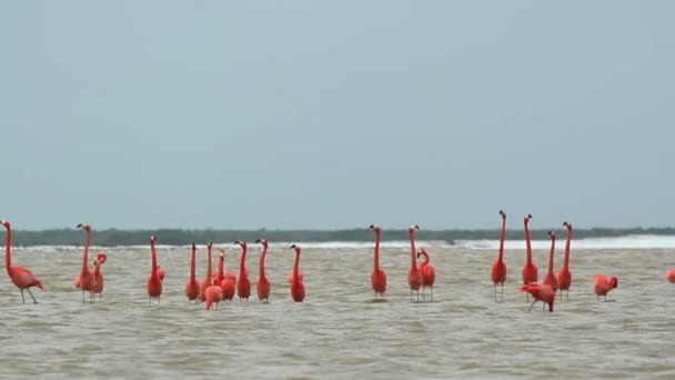 粉红色的火烈鸟在盐泻湖、 ria largartos、 墨西哥 — 图库视频影像