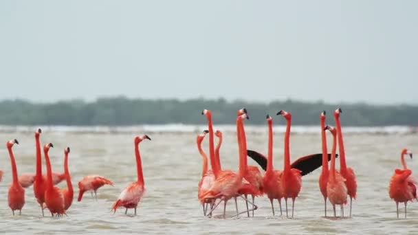 Roze flamingo's in het zout lagunes, ria largartos, mexico — Stockvideo