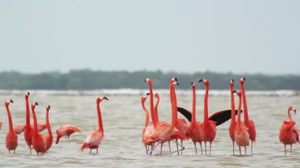 Fenicotteri rosa nelle lagune di sale, ria largartos, messico — Video Stock