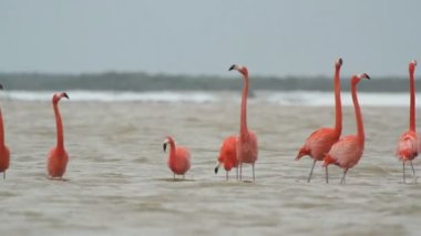 tuzlu lagünlerde, ria largartos, Meksika pembe flamingolar