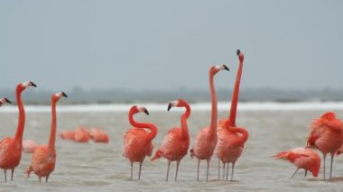 tuzlu lagünlerde, ria largartos, Meksika pembe flamingolar