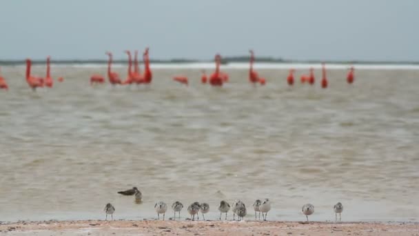 Fenicotteri rosa nelle lagune di sale, ria largartos, messico — Video Stock