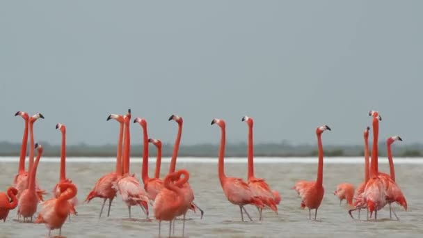 Pink flamingos in the salt lagoons, ria largartos, mexico — Stock Video