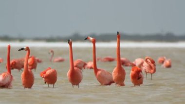 tuzlu lagünlerde, ria largartos, Meksika pembe flamingolar