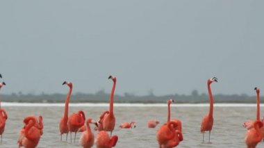 tuzlu lagünlerde, ria largartos, Meksika pembe flamingolar