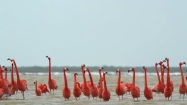 tuzlu lagünlerde, ria largartos, Meksika pembe flamingolar