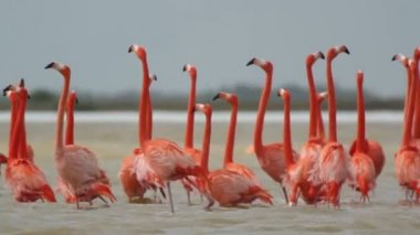 tuzlu lagünlerde, ria largartos, Meksika pembe flamingolar