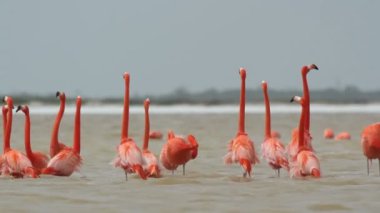 tuzlu lagünlerde, ria largartos, Meksika pembe flamingolar