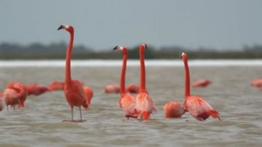 tuzlu lagünlerde, ria largartos, Meksika pembe flamingolar