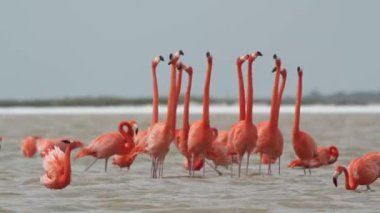 tuzlu lagünlerde, ria largartos, Meksika pembe flamingolar