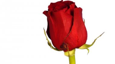 5 gün içinde filme bir gül