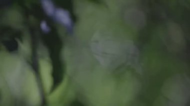 bitki farklı derinliklerde ortaya çıkarmak için yağmur ormanlarında objektif odak noktası değiştirme