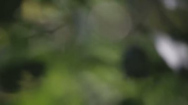 bitki farklı derinliklerde ortaya çıkarmak için yağmur ormanlarında objektif odak noktası değiştirme