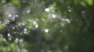 bitki farklı derinliklerde ortaya çıkarmak için yağmur ormanlarında objektif odak noktası değiştirme