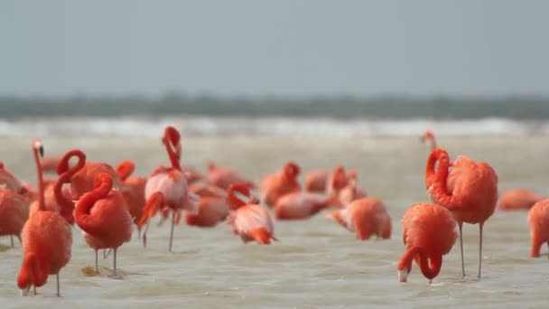 Rosa Flamingos in den Salzlagunen, ria largartos, Mexico — Stockvideo